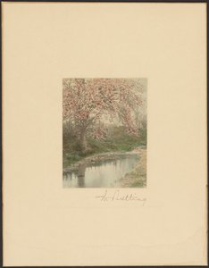 [Blommande träd] av Wallace Nutting