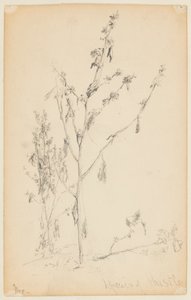 Studie av tistlar av Walter Clark