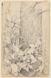Studie av undervegetation av Walter Clark