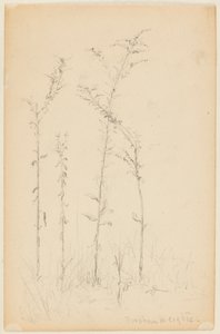 Studie av vilda växter, Fordham Heights av Walter Clark