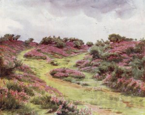 The New Forest: Bell Heather på Setley Plain (färg litho) av Walter Frederick Roofe Tyndale