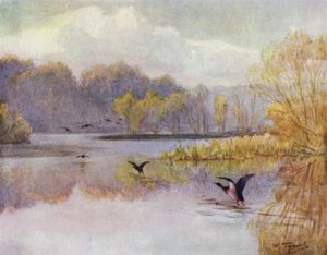The New Forest: The Pool at Minstead Mill (färg litho) av Walter Frederick Roofe Tyndale