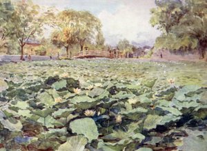 White Lotus, Castle Moat, Kofu av Walter Frederick Roofe Tyndale
