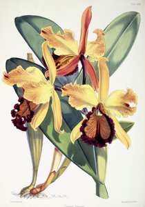 Cattleya Dowiana, ca 1862-1877