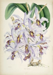 Illustration av Schomburgkia superbiens (Orig. Laelia superbiens)