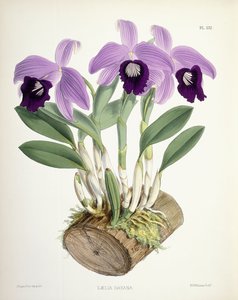 Laelia Dayana, ca 1882-1897