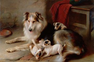 En Collie med Fox Terrier-valpar, 1913