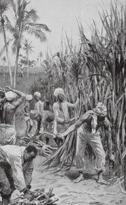 Coolies från Trinidad i arbete på ett sockerrörsfält (lito) av Walter Paget