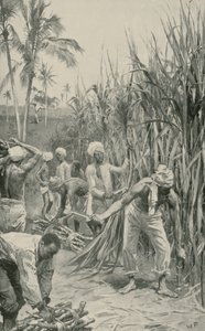 Trinidad Coolies i arbete på ett sockerrörsfält av Walter Stanley Paget