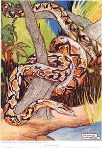 Jättepython, illustration från "The New Natural History" av John Arthur Thompson (1861-1933), utgiven av G.P. Putnam