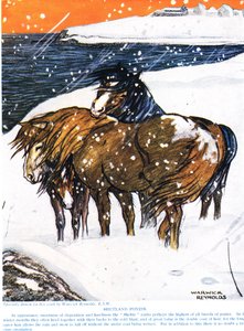 Shetlandsponnyer, illustration från 