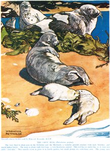The Grey Seal, illustration från 