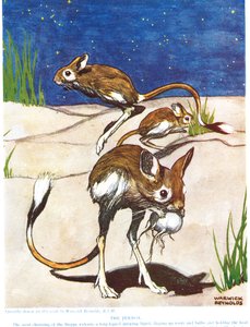 The Jerboa, illustration från 