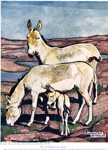 The Onager, från 