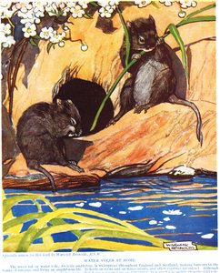 Water Voles at Home, illustration från 