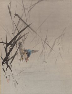 Fågelfångande fisk bland vass, ca. 1887.