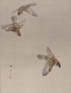 Sparvar som flyger, ca. 1887.