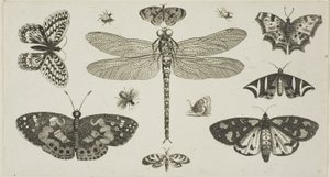 En trollslända, nyckelpigor och fjärilar, från Diversae Insectorum...Figurae av Wenceslaus Hollar