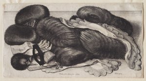 En grupp muffar av Wenceslaus Hollar