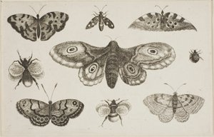 En mal, fjärilar och bin av Wenceslaus Hollar