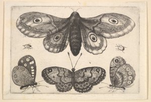 En mal, tre fjärilar och två skalbaggar, 1646. av Wenceslaus Hollar