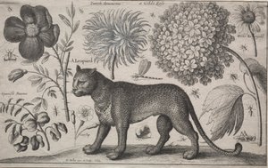 Djur och växter: Leopard med växter och insekter av Wenceslaus Hollar