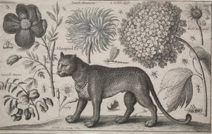 Djur och växter: Leopard med växter och insekter, 1662. av Wenceslaus Hollar