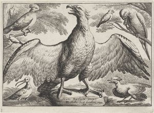 Örn Olika fåglar (serietitel) av Wenceslaus Hollar