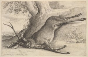 Död hjort, 1646. av Wenceslaus Hollar