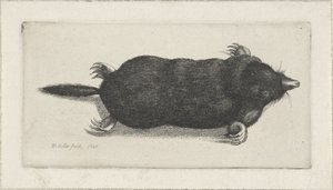 död mullvad av Wenceslaus Hollar
