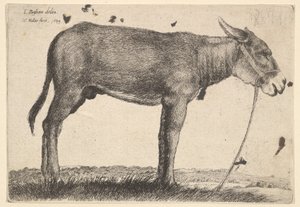 Åsnan, 1649. av Wenceslaus Hollar
