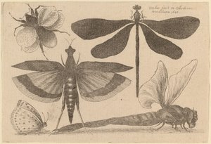 Sländor, en humla och en fjäril av Wenceslaus Hollar