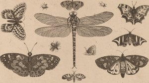 Slända, nyckelpigor och fjärilar. av Wenceslaus Hollar