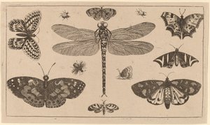 Slända, nyckelpigor och fjärilar av Wenceslaus Hollar