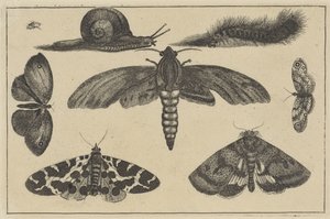 Tre nattfjärilar, fjärilar, skalbagge, snigel och larv Olika insekter (serietitel) Diversae Insectorum (serietitel) av Wenceslaus Hollar