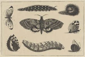 Tre larver, en nattfjäril och fyra fjärilar Olika insekter (serietitel) Diversae Insectorum (serietitel) av Wenceslaus Hollar