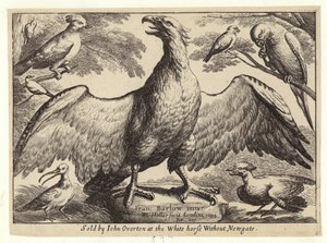 Örn och andra fåglar av Wenceslaus Hollar