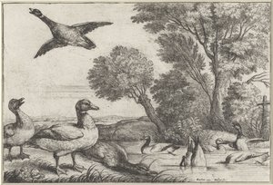 ankor Diversae avium arter (serietitel) Olika fåglar (serietitel) av Wenceslaus Hollar