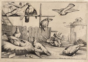 Åtta duvor. Tillstånd 1 av Wenceslaus Hollar