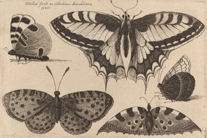 Fem fjärilar, 1646. av Wenceslaus Hollar
