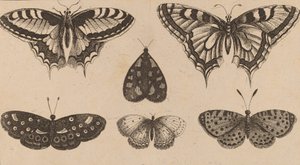 Fem fjärilar och en mal. av Wenceslaus Hollar