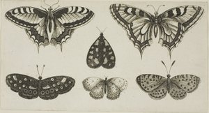 Fem fjärilar och en mal av Wenceslaus Hollar