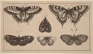 Fem fjärilar och en nattfjäril av Wenceslaus Hollar