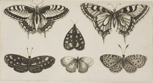 Fem fjärilar och en mal av Wenceslaus Hollar
