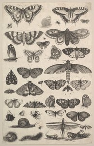 Fyrtioen insekter, inklusive nattfjärilar och fjärilar, 1625-77. av Wenceslaus Hollar
