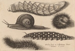 Fyra larver och en snigel, 1646. av Wenceslaus Hollar
