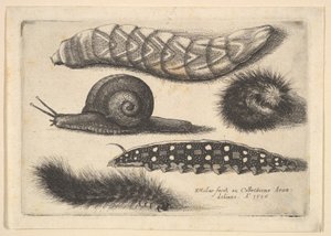 Fyra larver och en snigel, 1646. av Wenceslaus Hollar