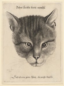 Kattens huvud, mellanstorlek av Wenceslaus Hollar