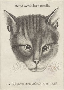 Huvud av en katt av Wenceslaus Hollar