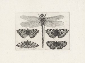 Slända och fyra fjärilar av Wenceslaus Hollar